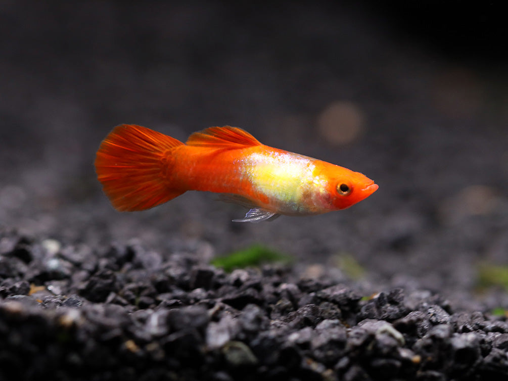 Red Cap Kohaku Guppy (Poecilia reticulata) - TANK-BRED