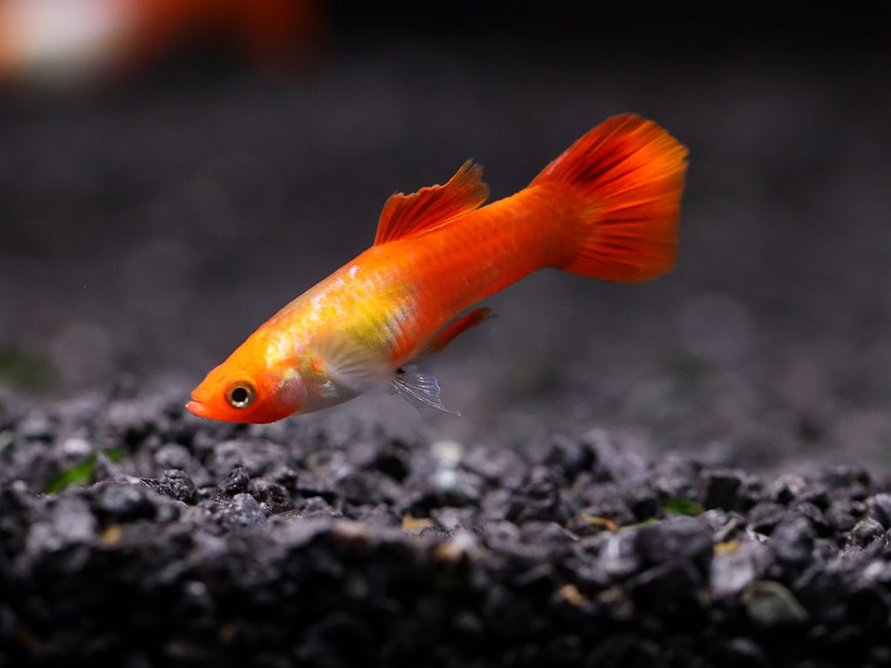 Red Cap Kohaku Guppy (Poecilia reticulata) - TANK-BRED