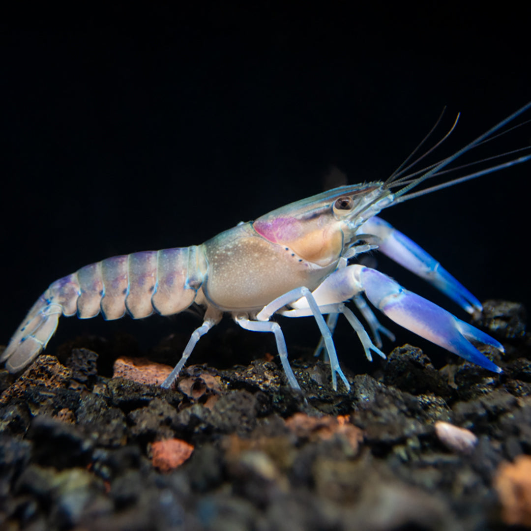 Red Cheek Crayfish (Cherax boesemani)