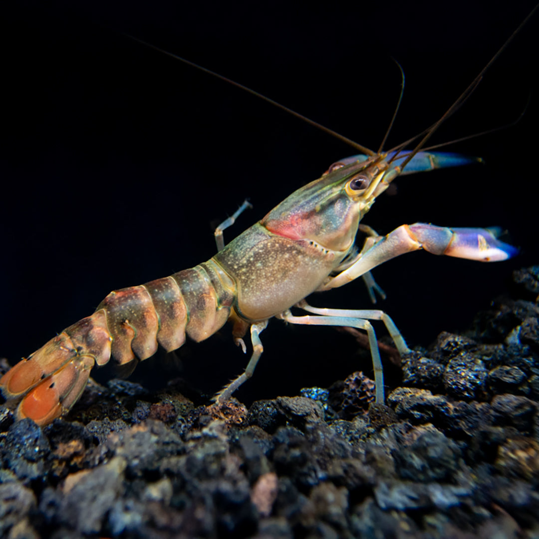 Red Cheek Crayfish (Cherax boesemani)