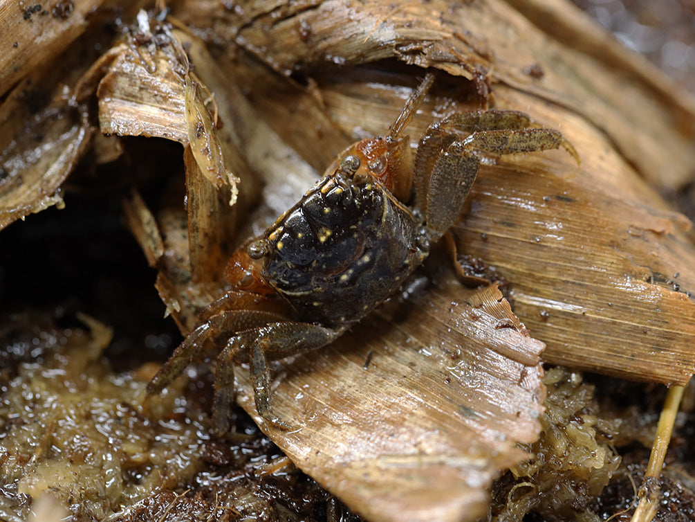 Red Clawed Crab (Perisesarma bidens)