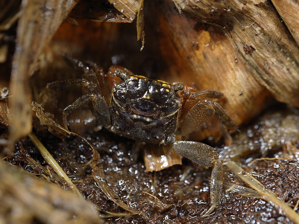 Red Clawed Crab (Perisesarma bidens)