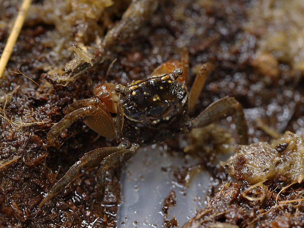 Red Clawed Crab (Perisesarma bidens)