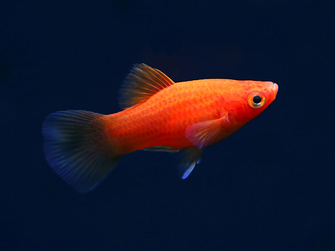 Red Coral Platy (Xiphophorus maculatus) – Locally Bred