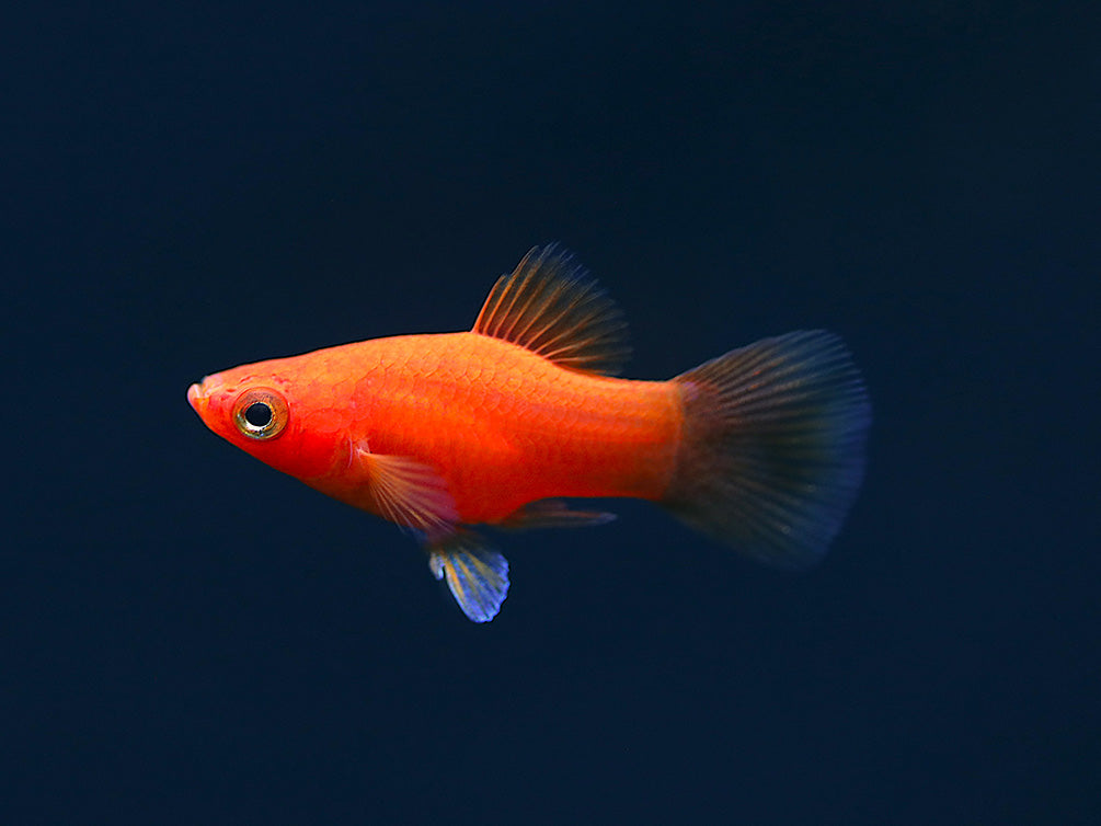 Red Coral Platy (Xiphophorus maculatus) – Locally Bred