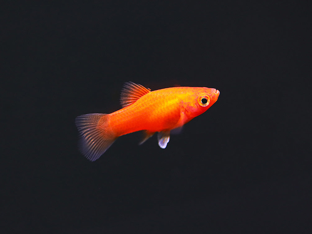 Red Coral Platy (Xiphophorus maculatus) – Locally Bred