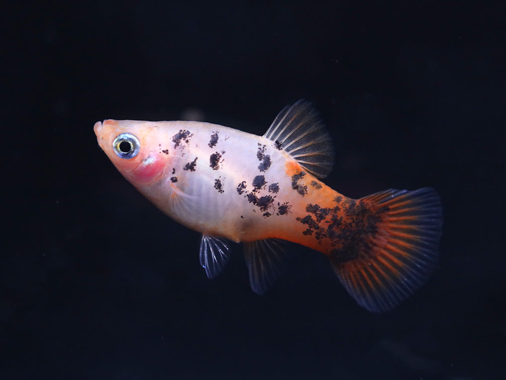 Red Crystal Platy (Xiphophorus maculatus) –  Tank Bred