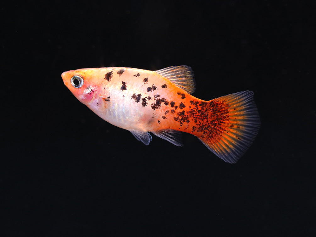 Red Crystal Platy (Xiphophorus maculatus) –  Tank Bred