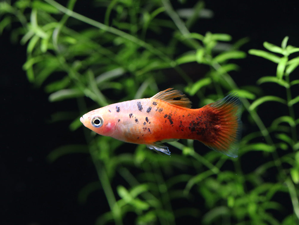 Red Crystal Platy (Xiphophorus maculatus) –  Tank Bred