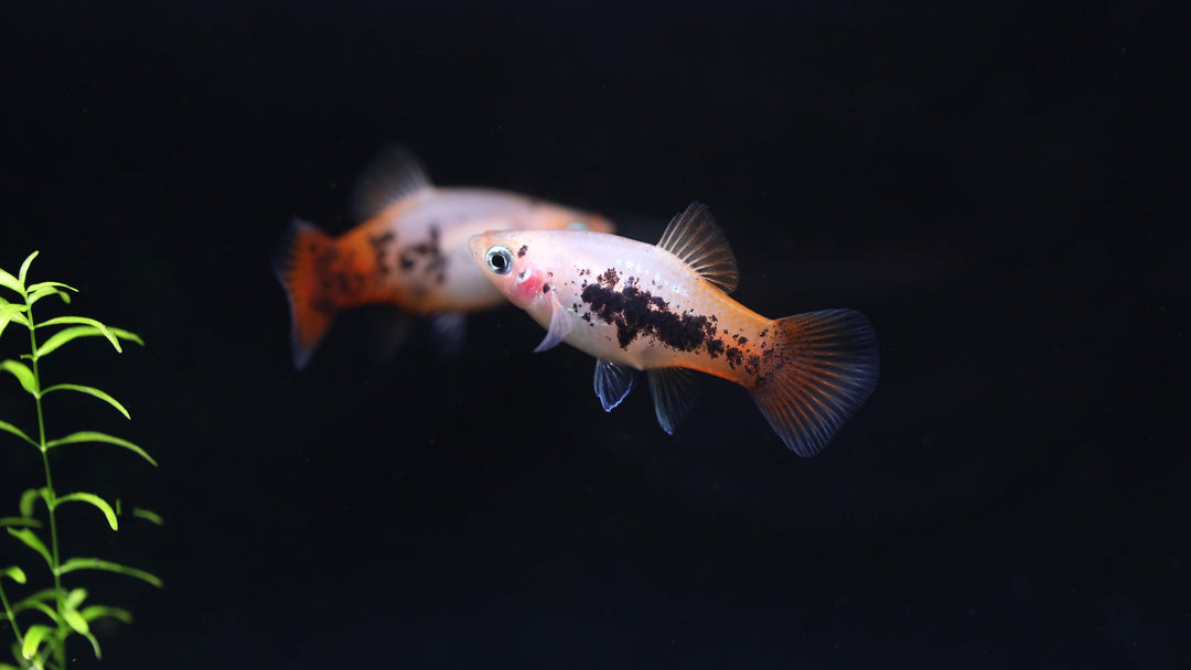 Red Crystal Platy (Xiphophorus maculatus) –  Tank Bred