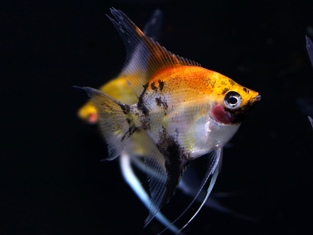 Red Devil Angelfish (Pterophyllum scalare 'Red Devil') - Tank Bred