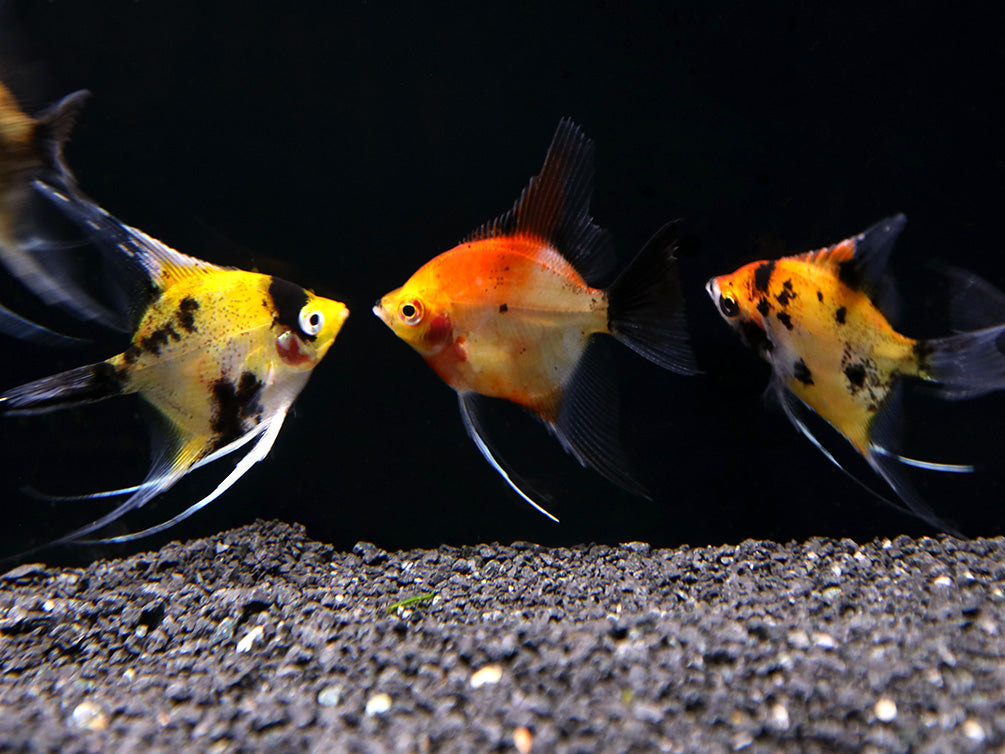 Red Devil Angelfish (Pterophyllum scalare 'Red Devil') - Tank Bred