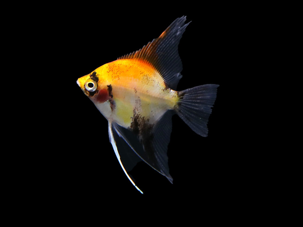 Red Devil Angelfish (Pterophyllum scalare 'Red Devil') - Tank Bred