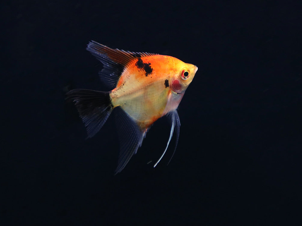 Red Devil Angelfish (Pterophyllum scalare 'Red Devil') - Tank Bred