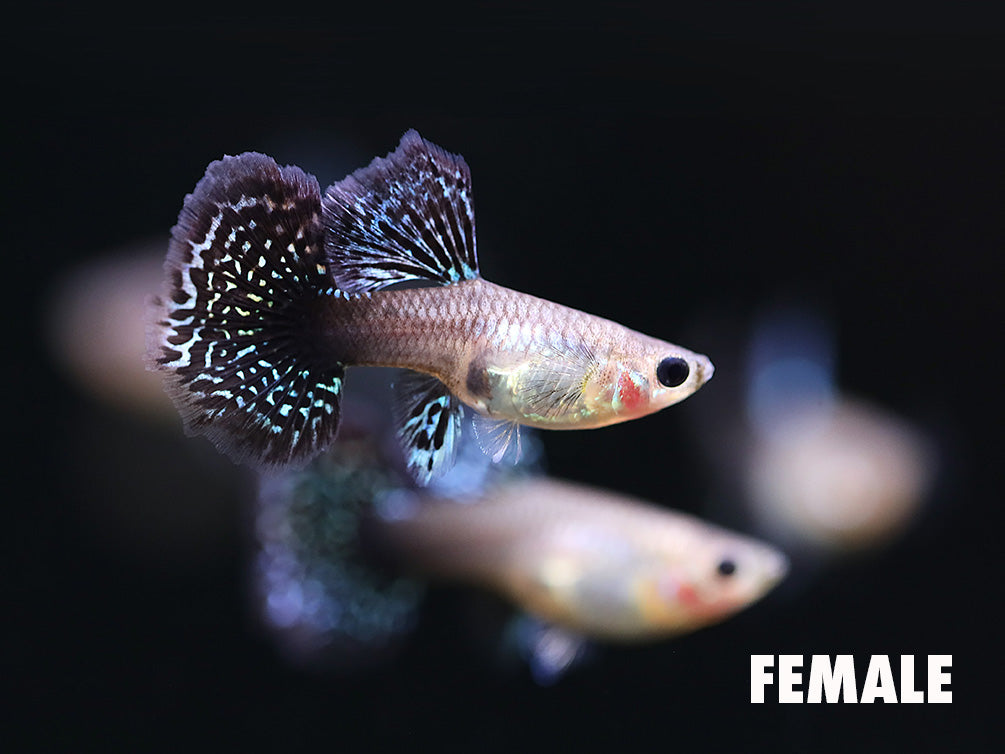 Female Red Dragon Guppy (Poecilia reticulata) tank bred freshwater aquarium fish