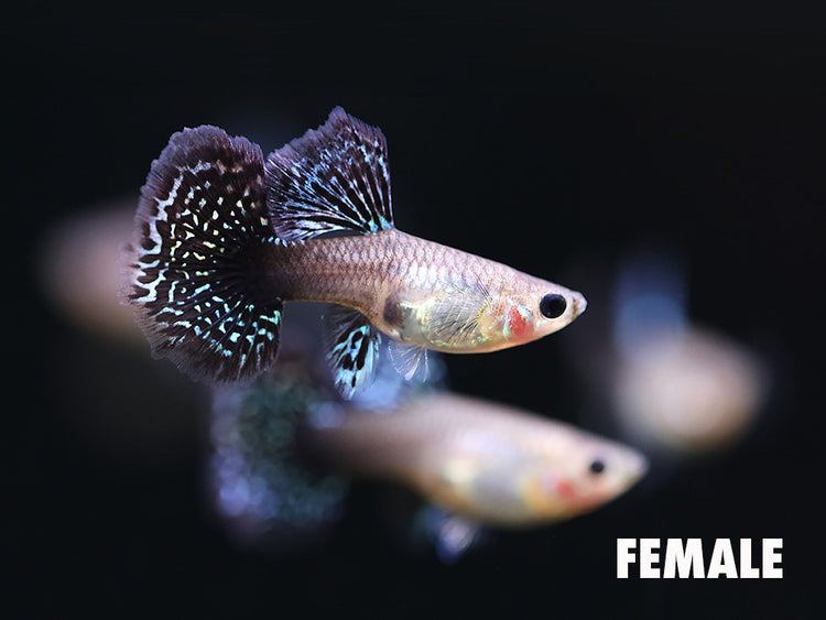 Female Red Dragon Guppy (Poecilia reticulata) tank bred freshwater aquarium fish