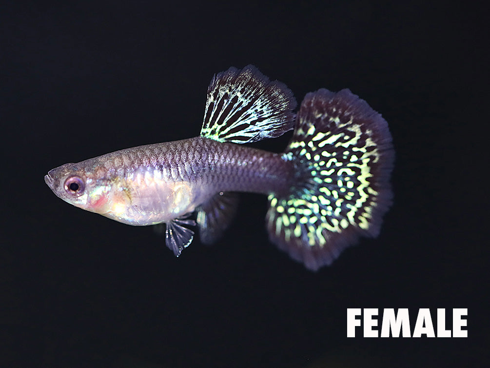 Female Red Dragon Guppy (Poecilia reticulata) tank bred freshwater aquarium fish