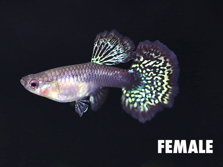Female Red Dragon Guppy (Poecilia reticulata) tank bred freshwater aquarium fish