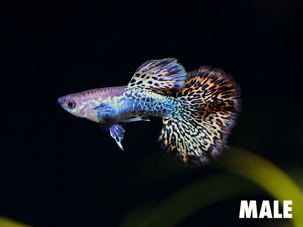 Red Dragon Guppy (Poecilia reticulata) swimming in a planted community aquarium