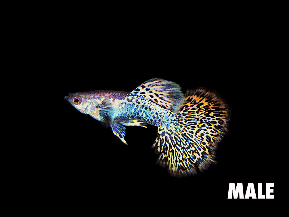 Red Dragon Guppy (Poecilia reticulata) swimming in a planted community aquarium