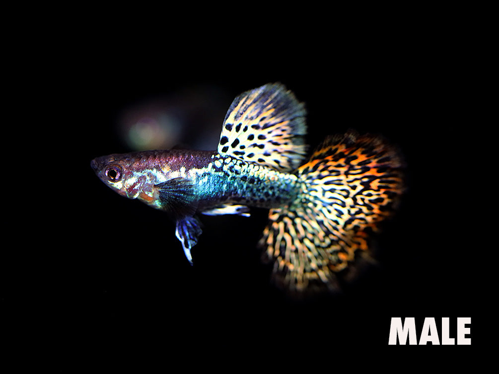 Close-up of a male Red Dragon Guppy (Poecilia reticulata) displaying red dragon-scale patterning