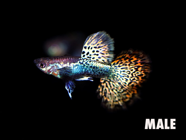 Close-up of a male Red Dragon Guppy (Poecilia reticulata) displaying red dragon-scale patterning