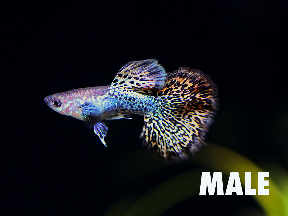 Red Dragon Guppy (Poecilia reticulata) – Tank Bred