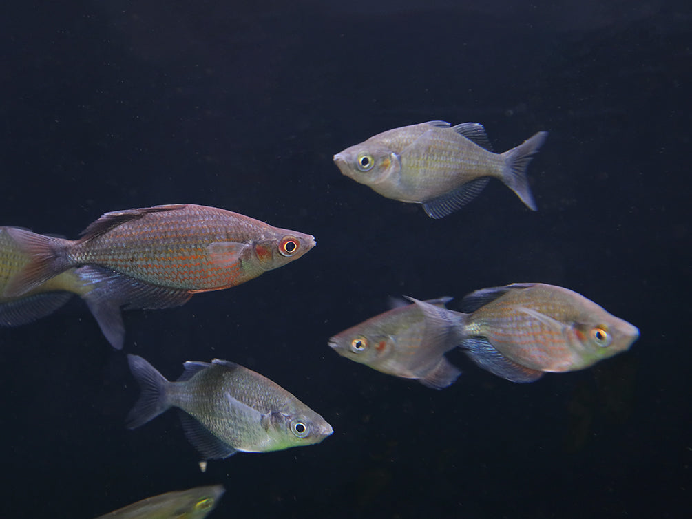 Red Dragon "Mamberamo River" (Glossolepis multisquamata) Rainbowfish - Tank Bred