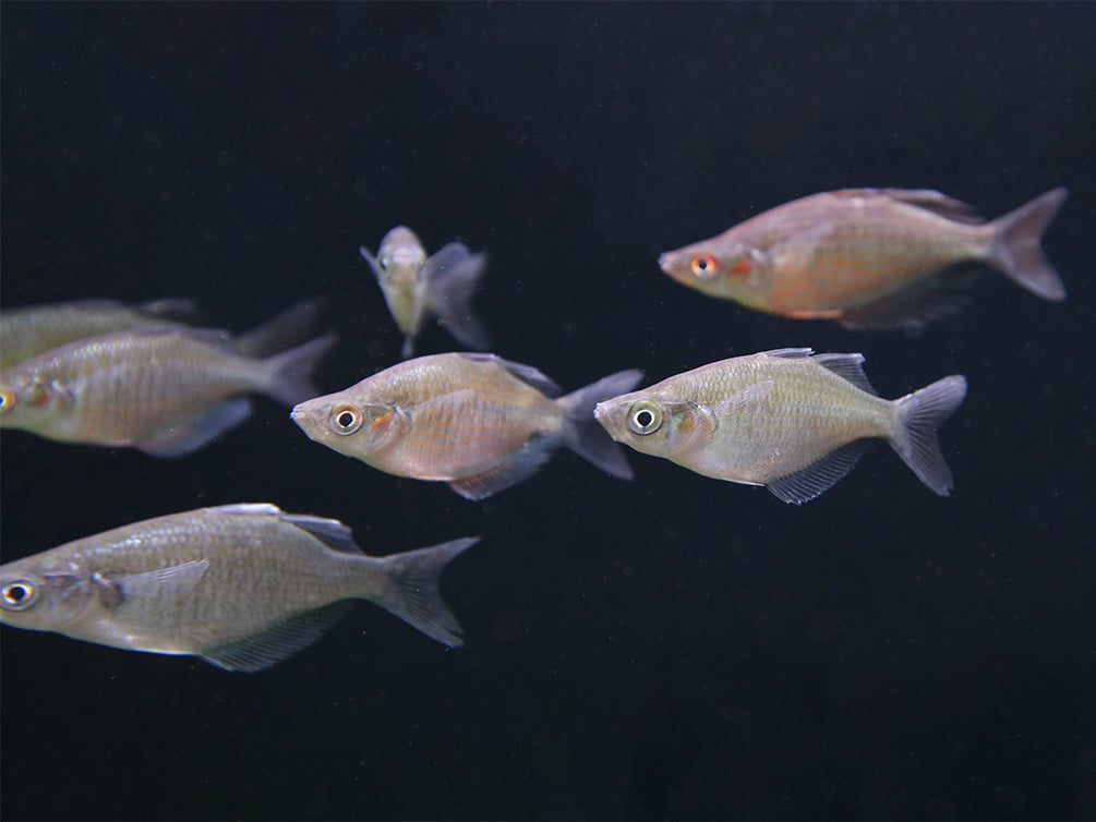 Red Dragon "Mamberamo River" (Glossolepis multisquamata) Rainbowfish - Tank Bred