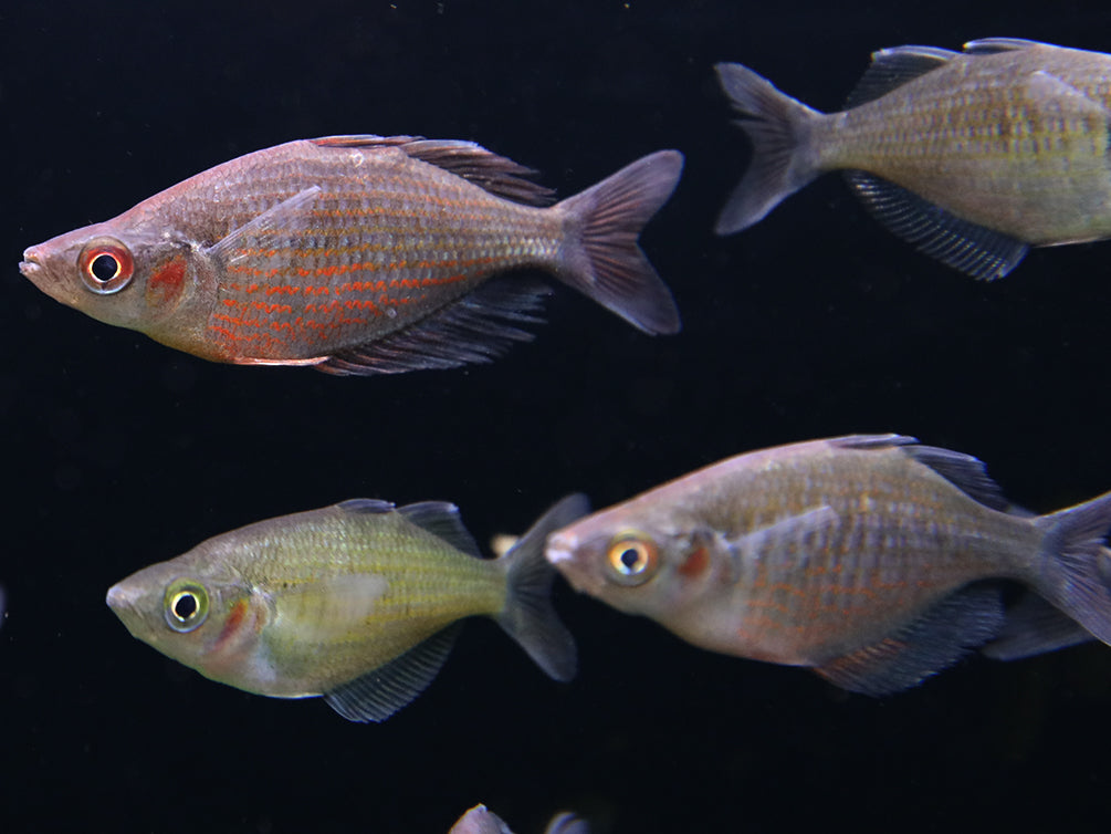 Red Dragon "Mamberamo River" (Glossolepis multisquamata) Rainbowfish - Tank Bred