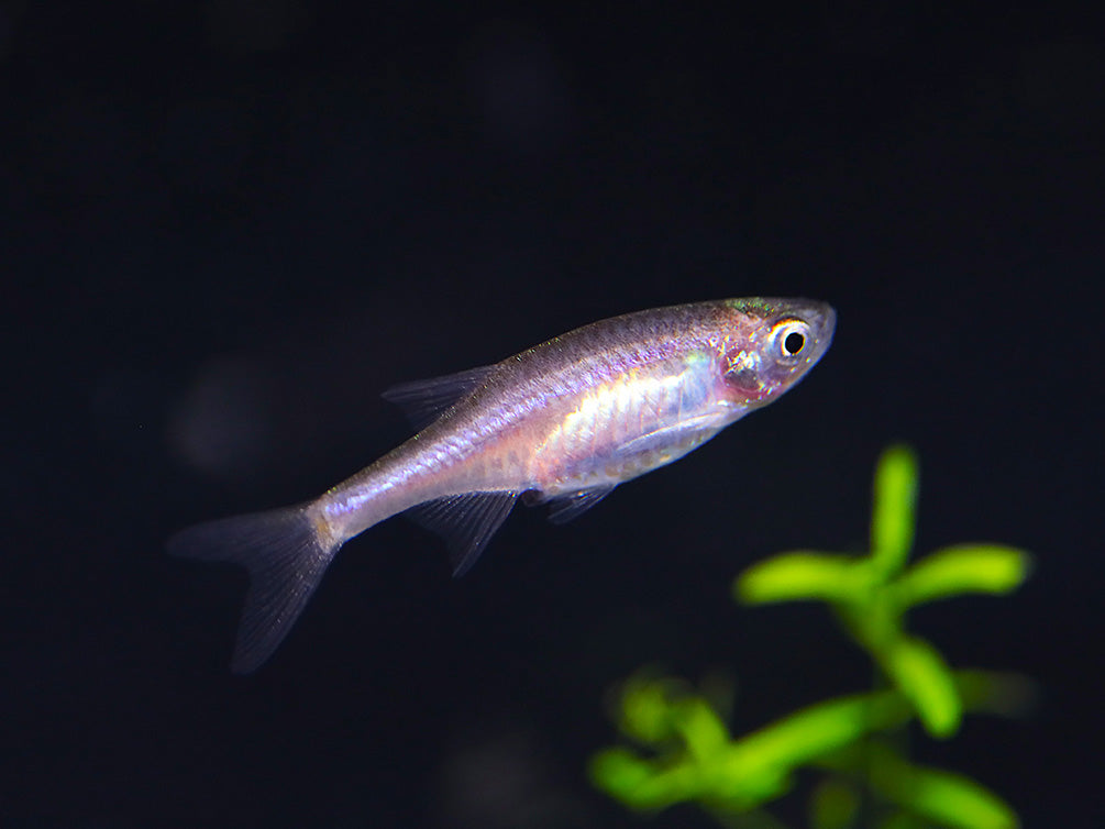 Mico Rasbora Red Dwarf Rasbora (Microrasbora sp. cf. rubescens) – Aquatic Arts