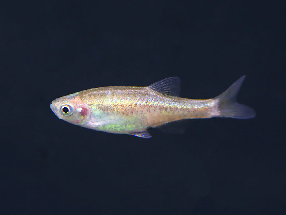 Mico Rasbora Red Dwarf Rasbora (Microrasbora sp. cf. rubescens) – Aquatic Arts
