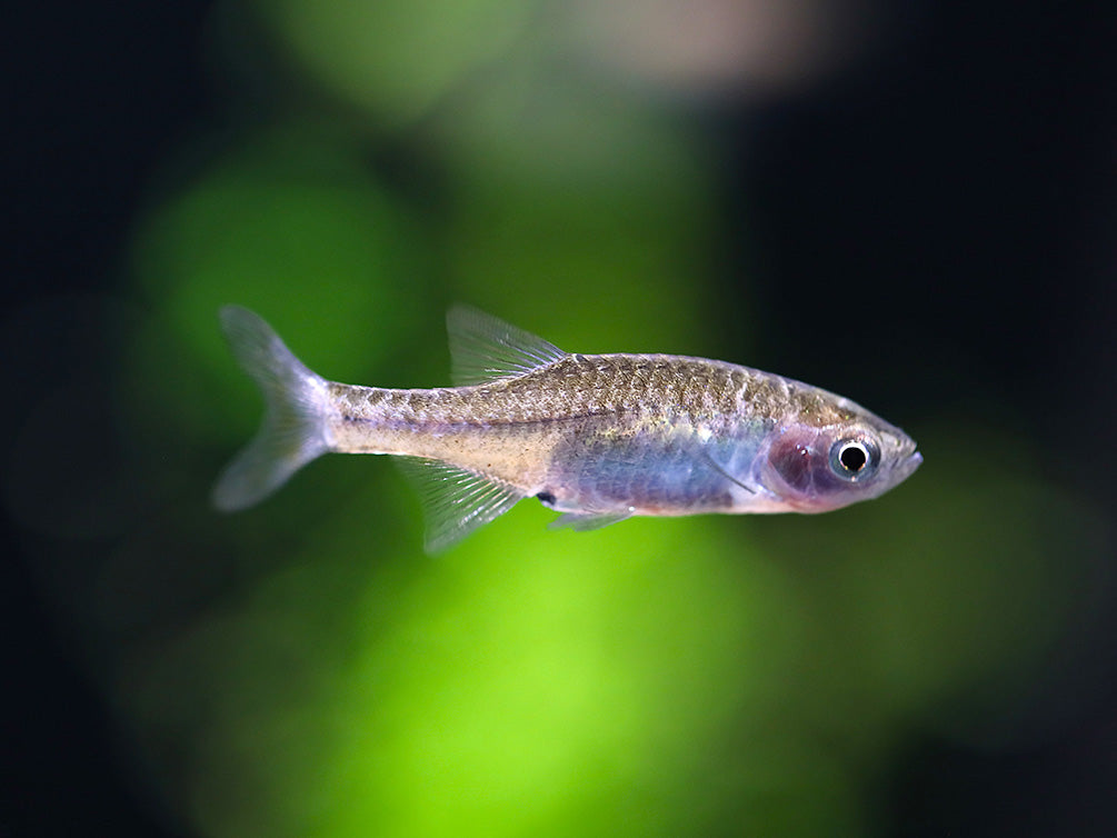 Dwarf Rasboa Red Dwarf Rasbora (Microrasbora sp. cf. rubescens) – Aquatic Arts