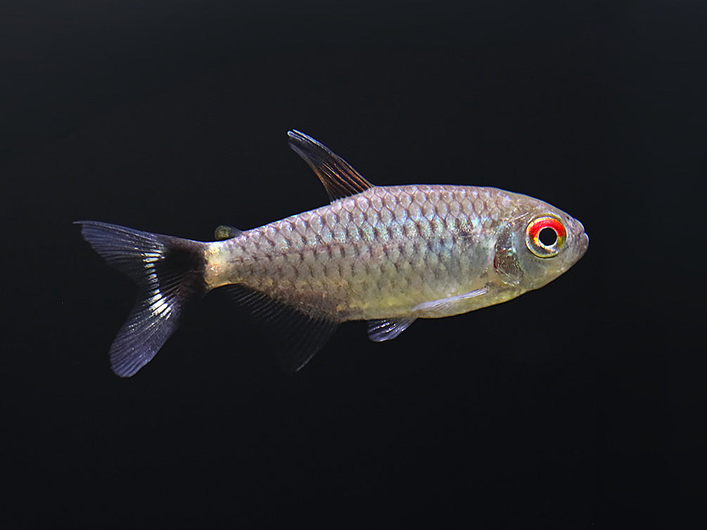 Red Eye Tetra (Moenkhausia sanctaefilomenae) – Tank-Bred - School of 3