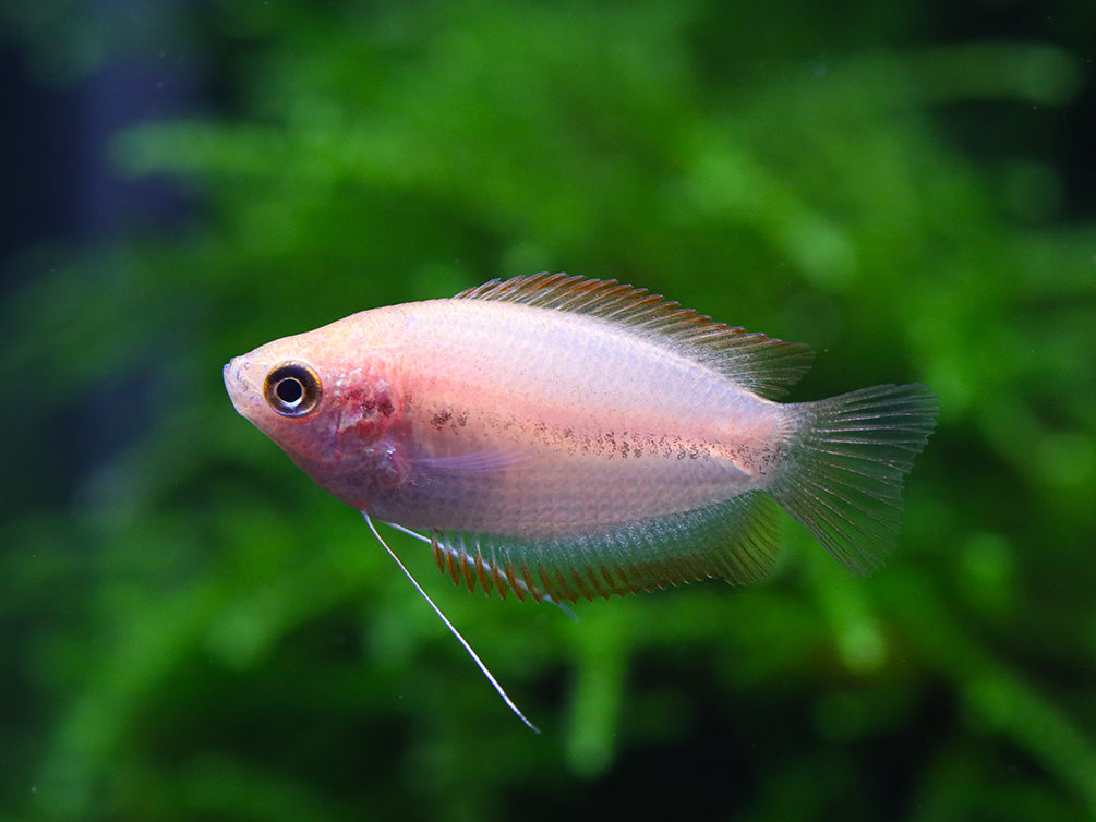 Red Honey Gourami (Trichogaster chuna) Tank Bred