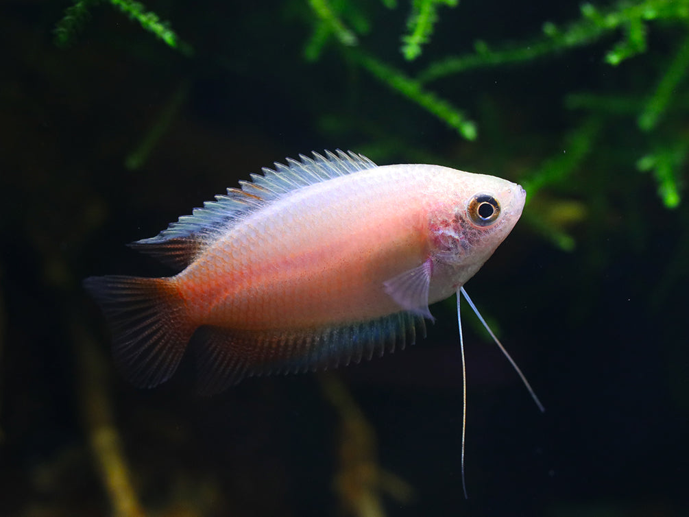 Red Honey Gourami (Trichogaster chuna) Tank Bred