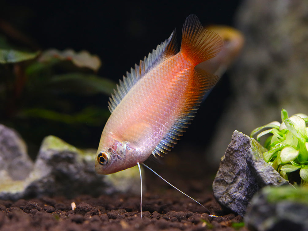 Red Honey Gourami (Trichogaster chuna) Tank Bred