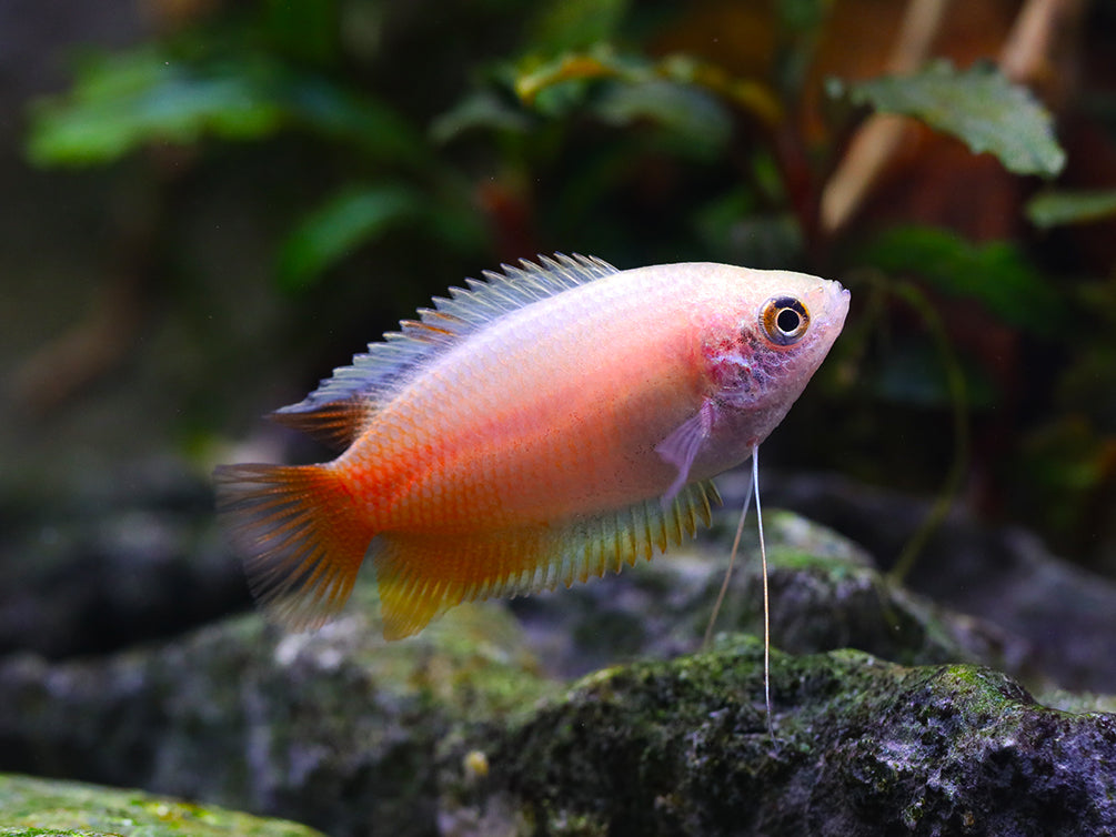 Red Honey Gourami (Trichogaster chuna) Tank Bred