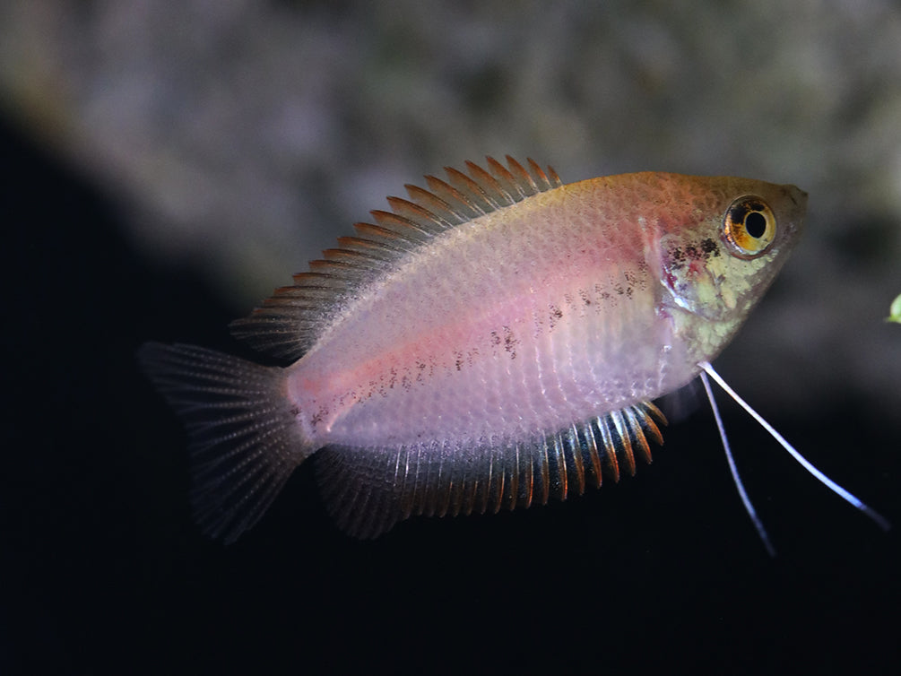 Red Honey Gourami (Trichogaster chuna) Tank Bred