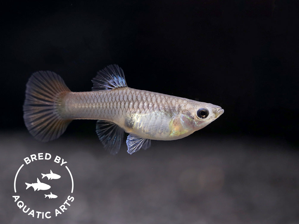 Red Lace Guppy (Poecilia reticulata), BREDBY: Aquatic Arts