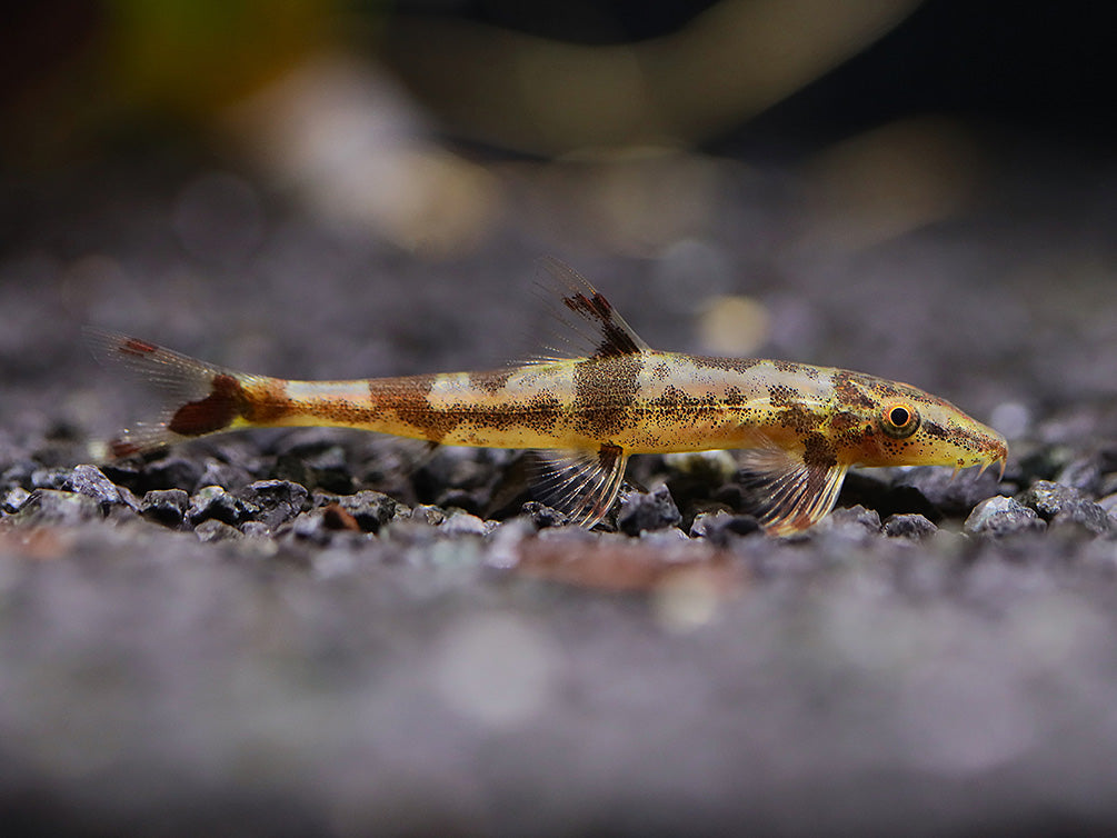 Red Lizard Hillstream Loach (Homaloptera ogilviei)