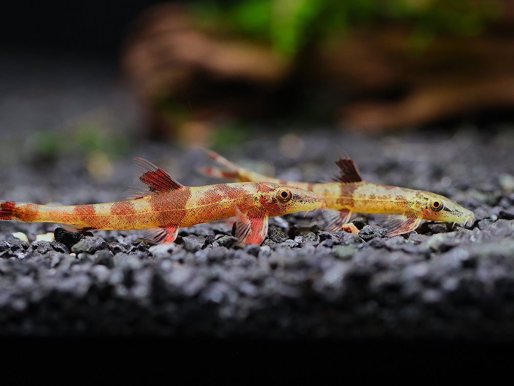 Red Lizard Hillstream Loach - School of 3