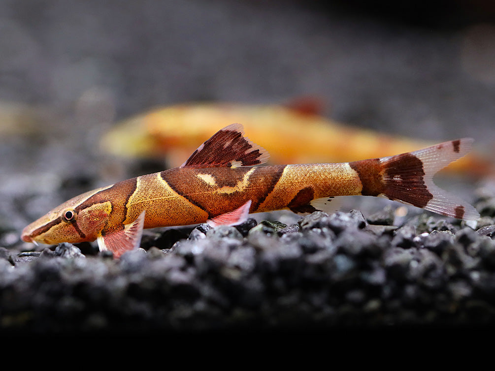 Red Lizard Hillstream Loach (Homaloptera ogilviei)