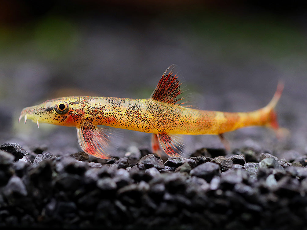 Red Lizard Hillstream Loach (Homaloptera ogilviei)