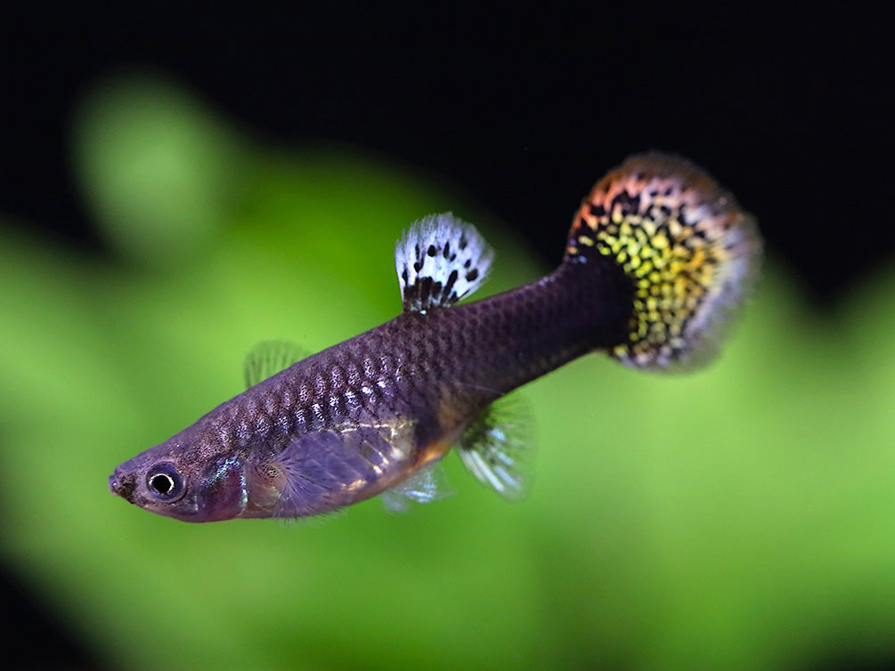 Red Mosaic Guppy (Poecilia reticulata) – Tank Bred