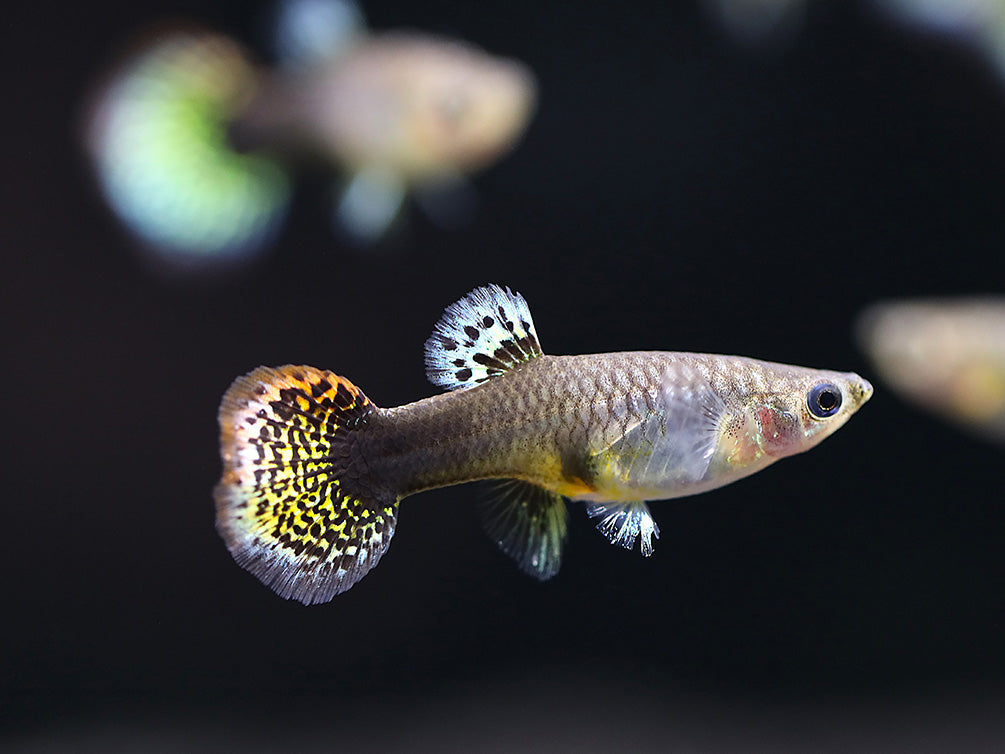 Red Mosaic Guppy (Poecilia reticulata) – Tank Bred