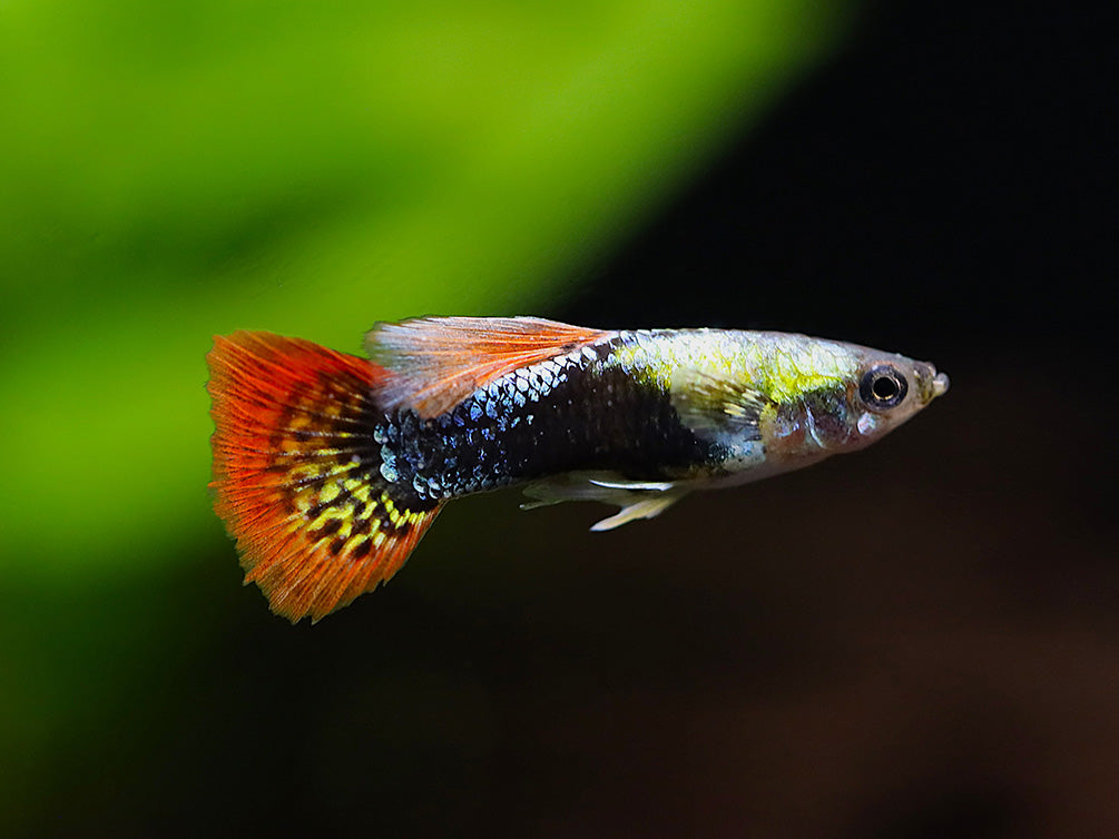 Red Mosaic Guppy (Poecilia reticulata) – Tank Bred