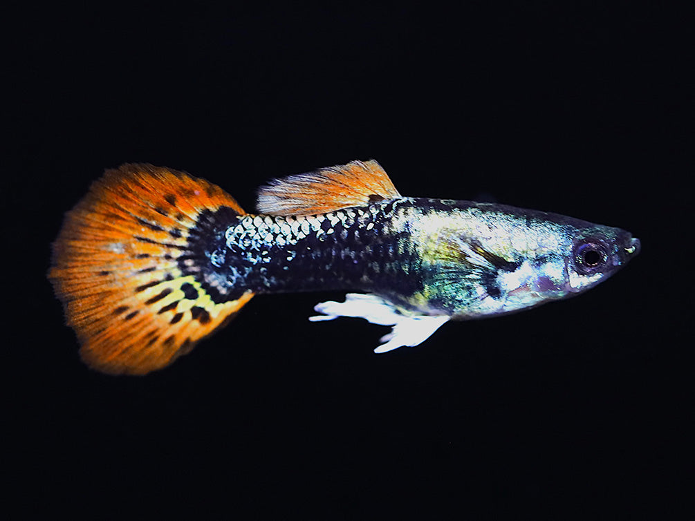 Red Mosaic Guppy (Poecilia reticulata) – Tank Bred