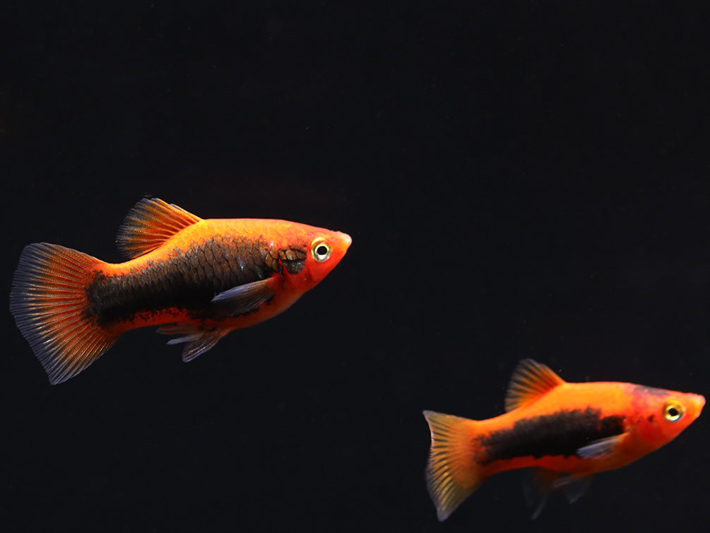 Red Tuxedo Platy (Xiphophorus maculatus) - Tank Bred