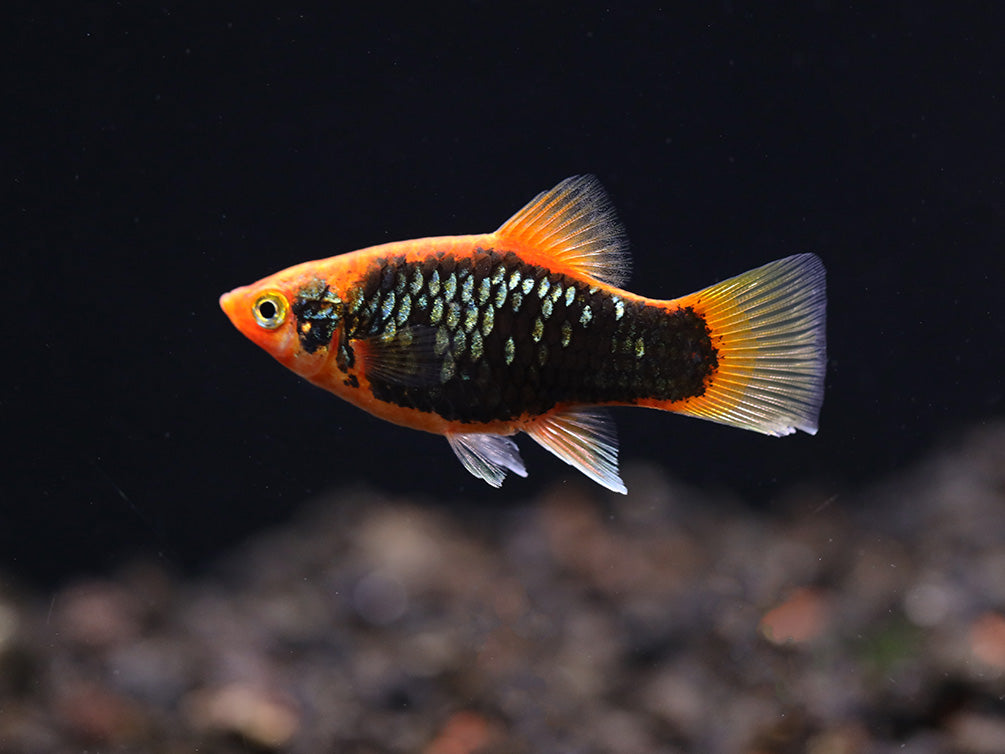 Red Tuxedo Platy (Xiphophorus maculatus) - Tank Bred